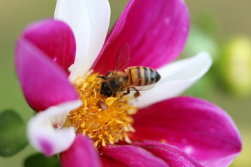 Abeille