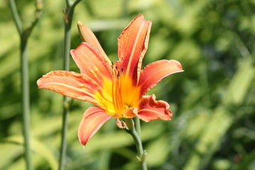 Fototapeta premium Orange day lily (Hemerocallis) beside an old country road. Day lilies are rugged, adaptable, vigorous perennials and comes in a variety of colors.