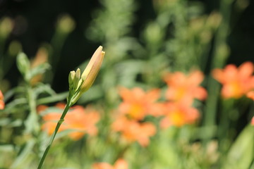 Orange day lily (Hemerocallis) beside an old country road. Day lilies are rugged, adaptable, vigorous perennials and comes in a variety of colors.    

