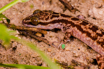 Female Taylor's bow-fingered, four-striped forest and marbled bent-toed gecko, (Squamata: Gekkonidae: Cyrtodactylus quadrivirgatus) crawling on the ground, hidden and Camouflage inside the jungle.