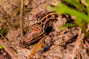 Female Taylor's bow-fingered, four-striped forest and marbled bent-toed gecko, (Squamata: Gekkonidae: Cyrtodactylus quadrivirgatus) crawling on the ground, hidden and Camouflage inside the jungle.