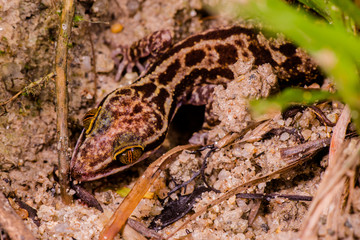 Female Taylor's bow-fingered, four-striped forest and marbled bent-toed gecko, (Squamata: Gekkonidae: Cyrtodactylus quadrivirgatus) crawling on the ground, hidden and Camouflage inside the jungle.