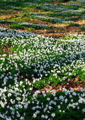 Wiosenny dywan kwiatów w Kołobrzeskim parku