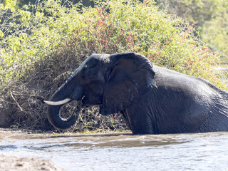  African elephant, Loxodonta africana, bathing in the Chobe River, Botswana