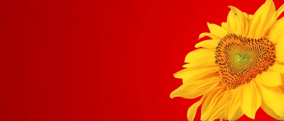 Fotobehang Diep Rood Wunderschöne Sonnenblume mit Form eines Herzens  © Thaut Images