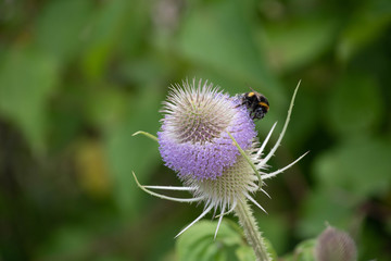A bee on a teasel flower