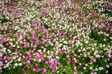 Fototapeta premium petunia, growing on a large flowerbed in the city park, a meadow with multi-colored pink, purple, lilac and white flowers.