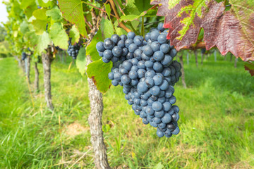 Weintrauben am Rebstock