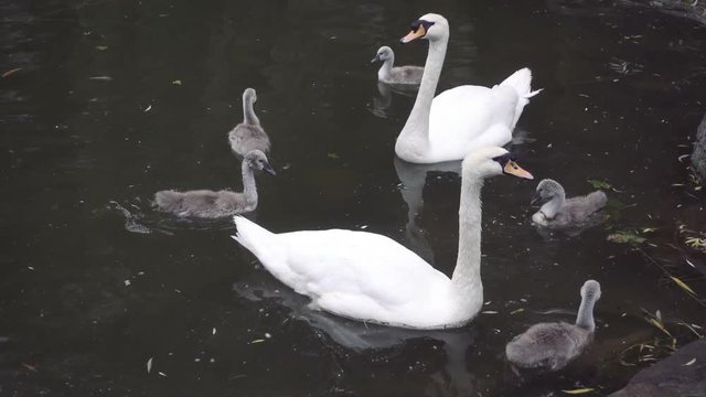 Family of swans on the river - The big swan eats the grass