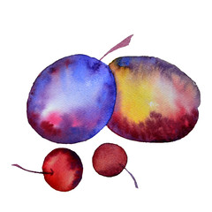 Watercolor fruit plums and cherries isolated on a white background.
