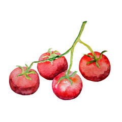 Watecolor little cherry tomatoes isolated on a white background.