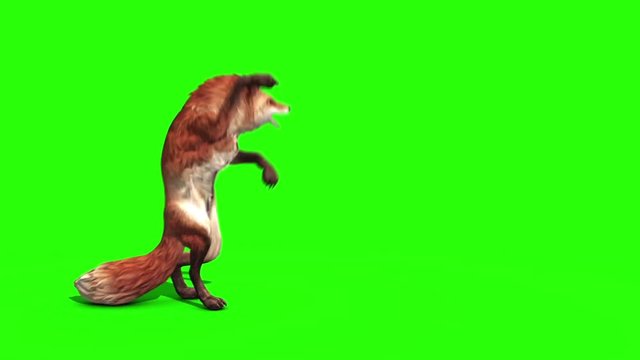 Fox Attacks Side Green Screen 3D Rendering Animation Animals