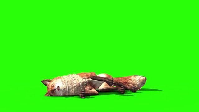 Fox Dies Front Green Screen 3D Rendering Animation Animals