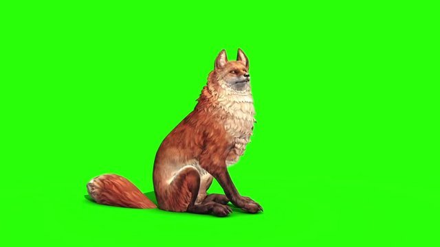Fox Idle Side Green Screen 3D Rendering Animation Animals