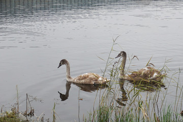 young swans on the lake