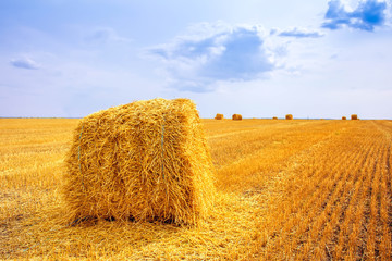 haystacks after harvest on the field
