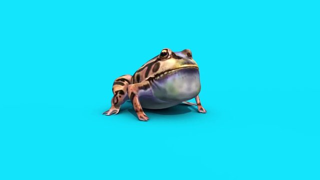 Frog Toad Blue Screen 3D Rendering Animation