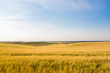 Green Field and Beautiful Sunset