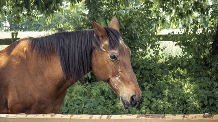 Fototapeta premium Horse