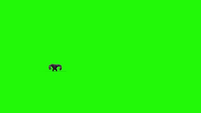 Gorilla Run Front Animals 3D Rendering Green Screen Animation