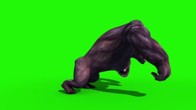 Gorilla Run Static Side Animals 3D Rendering Green Screen Animation