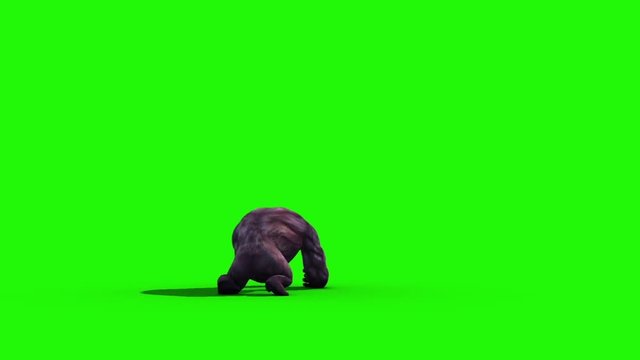 Gorilla Screams and Dies Back Animals 3D Rendering Green Screen Animation