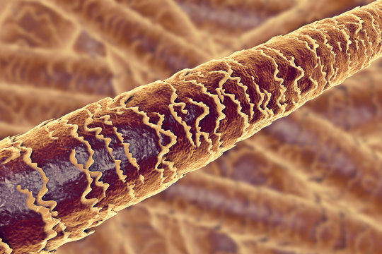 Human Hair Under Microscope, 3D Illustration Showing Close-up Structure Of Healthy Human Hair