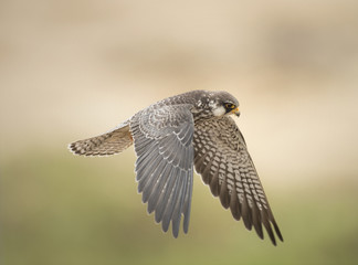 Amur Falcon migration straying into Thailand.