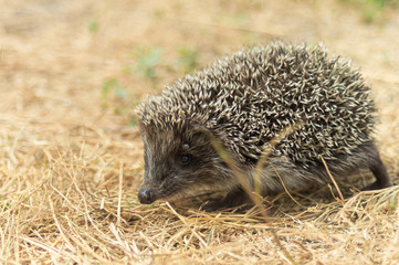 Small cute hedgehog walking on a meadow in the summer grass closeup