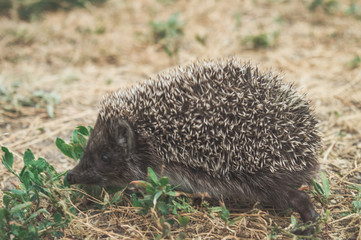Small cute hedgehog walking on a meadow in the summer grass closeup