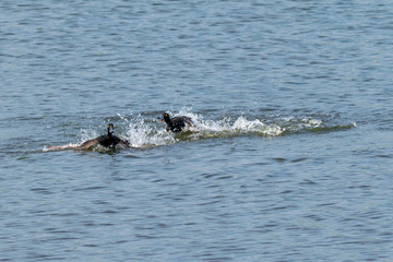 Obraz premium A pair of male tufted ducks with aggressive behavior and fighting over a female