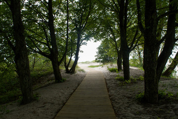 Fototapeta premium Boardwalk through shadowy trees to the beach in Parnu, Estonia