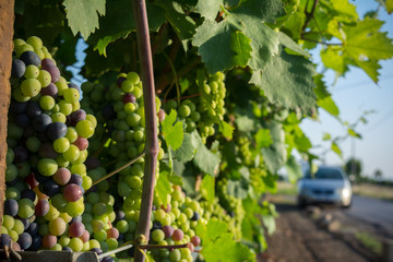 Horizontal View of Close Up of Not Fully Mature Grapes in Plantation Grape in Summer on Blur Background at Sunrise.