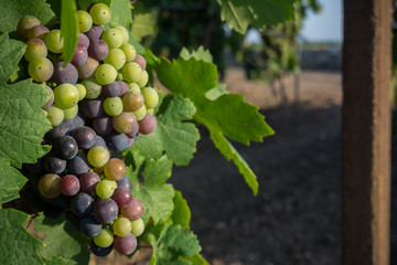 Horizontal View of Close Up of Not Fully Mature Grapes in Plantation Grape in Summer on Blur Background at Sunrise.