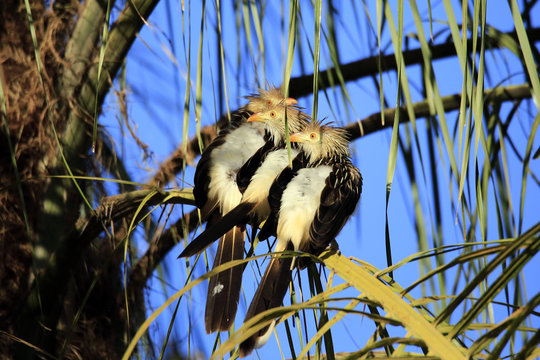 Three Guira Cuckoos (Guira guira) Sitting on a Branch. Porto Jofre, Pantanal