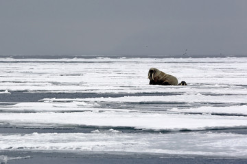 Fototapeta na wymiar One Walrus on the Ice and one Looking up from a Hole in the Ice, outside Spitsbergen. Svalbard, Norway