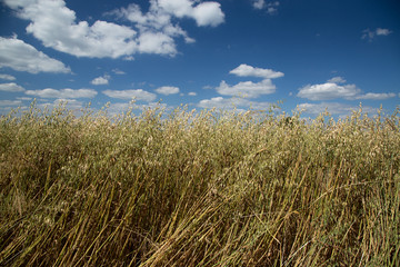 The fields of ripe oats leaning against the wind on a background of blue sky with white clouds