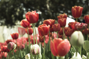 Fototapeta premium red tullips background