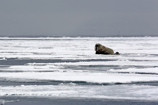 One Walrus on the Ice and one Looking up from a Hole in the Ice, outside Spitsbergen. Svalbard, Norway