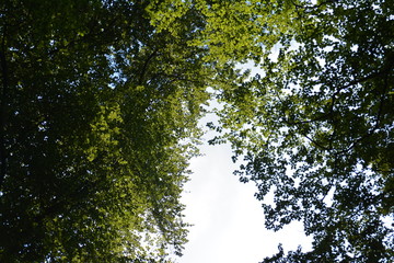 Baumwipfel im Sommer