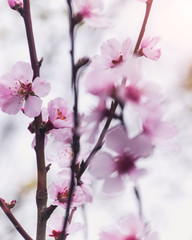 Almond Blossom