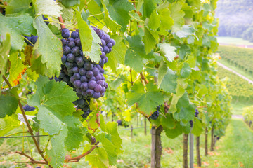 Weintrauben am Rebstock im Herbst