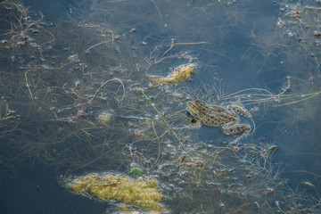 frog sits in the water and waits for the prey