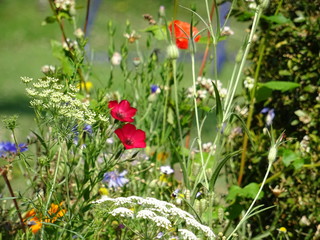 Bunte Blumenwiese