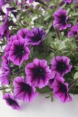 Background with  purple petunias (Petunia grandiflora)
