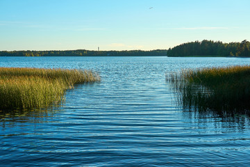 Sunset on the lake. Blue water and plant on sunshine. 