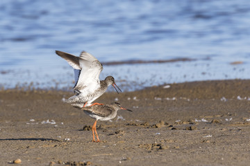 Cópula de dos aves archibebe común (Tringa totanus) en una playa a la orilla del mar.