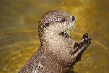 Otter (Lutrinae)