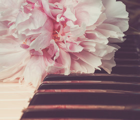 The pink peony lying on piano keys - 213391849