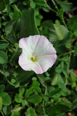 white and pink flower of bindweed plant